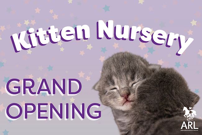 Kitten Nursery